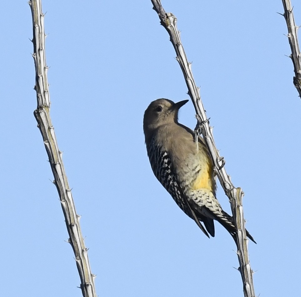 Gila Woodpecker - ML646881649