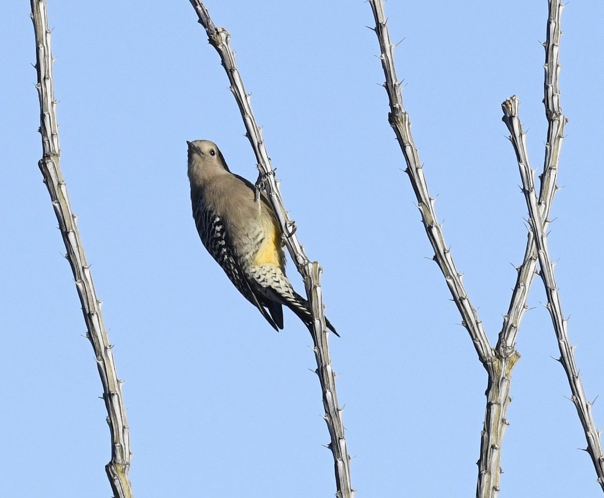 Gila Woodpecker - ML646881650
