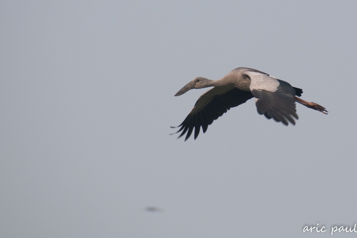 Asian Openbill - ML646881652