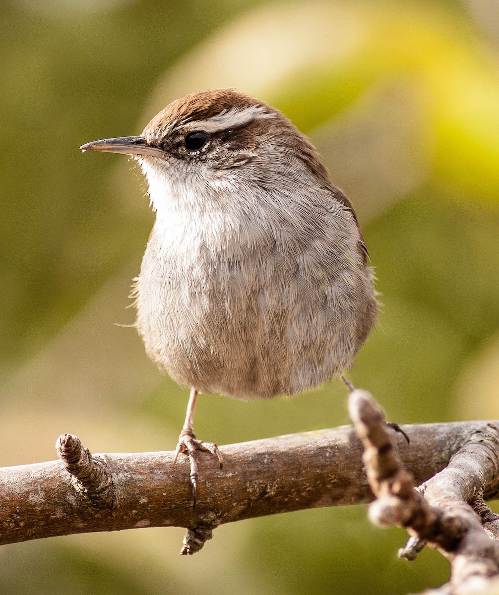 Bewick's Wren - ML646881653