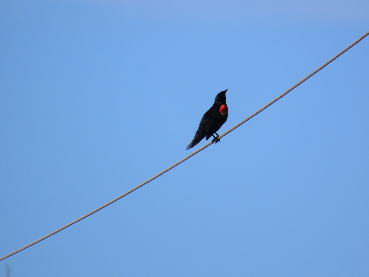 Red-winged Blackbird - ML646881654