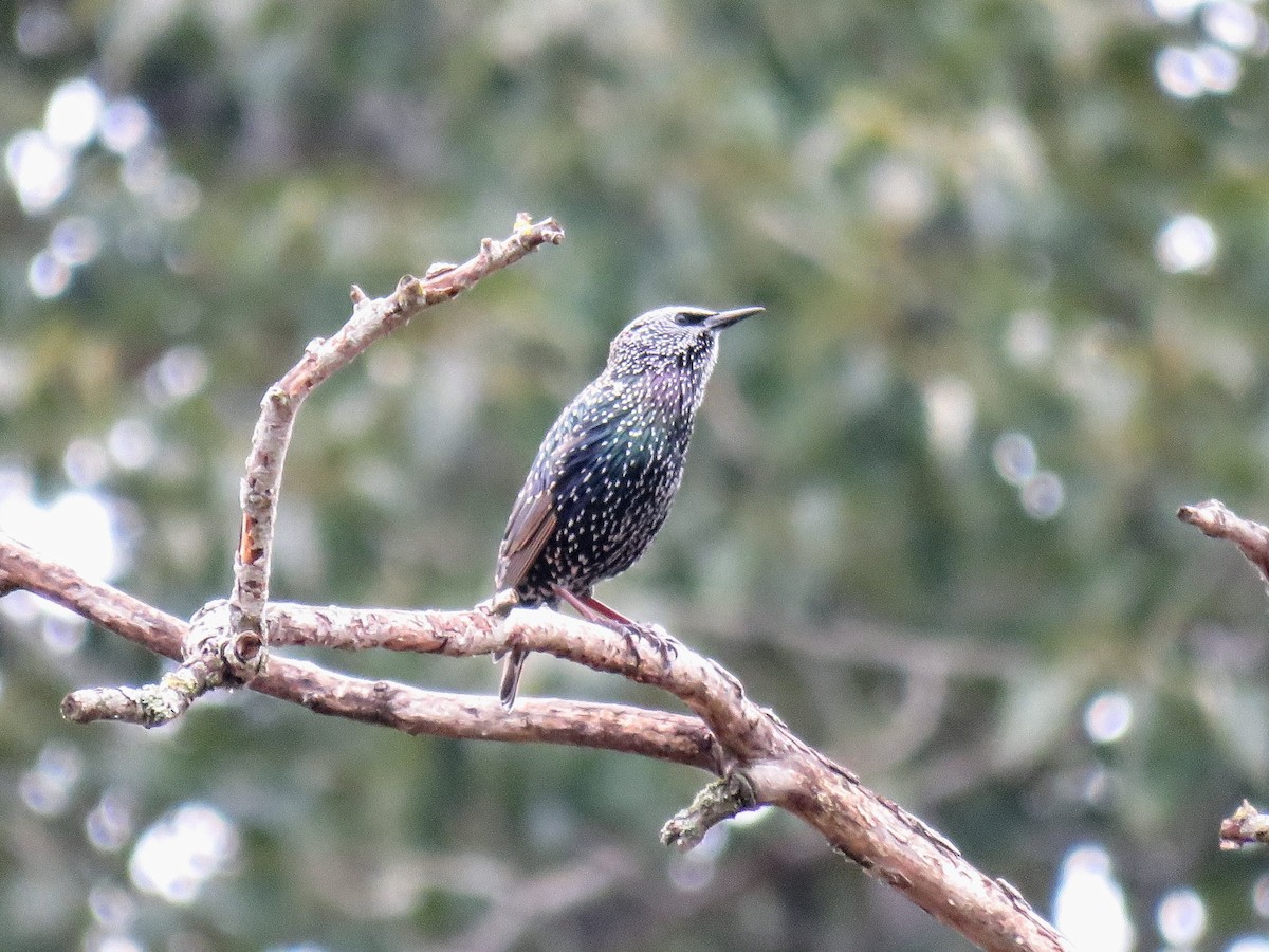 European Starling - ML646881655