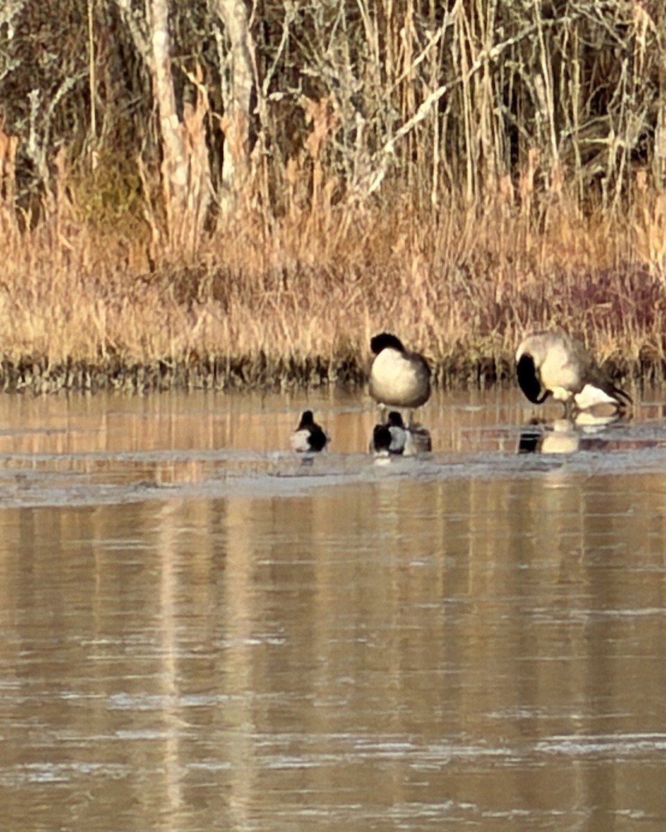 Ring-necked Duck - ML646881656
