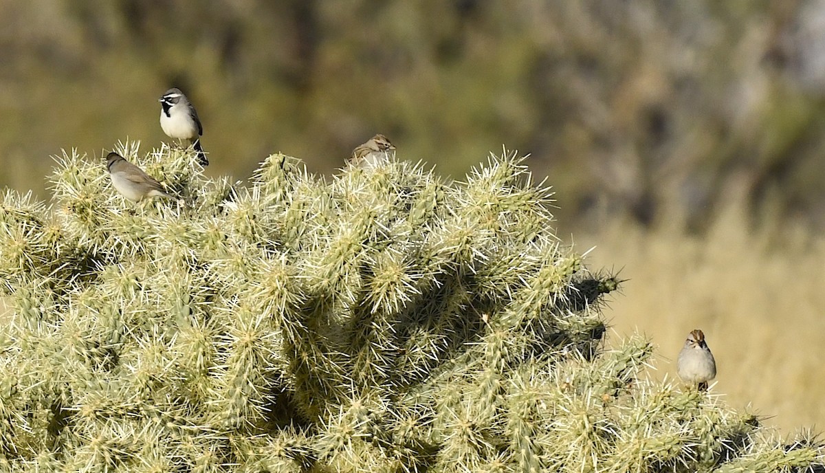 Brewer's Sparrow - ML646881657