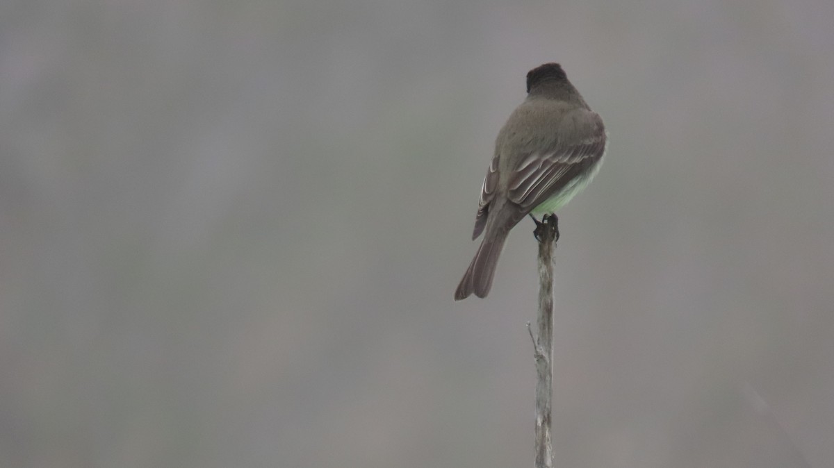 Eastern Phoebe - ML646881658