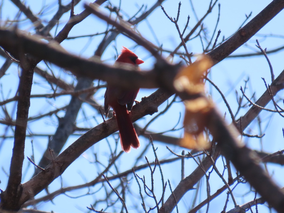 Northern Cardinal - ML646881659