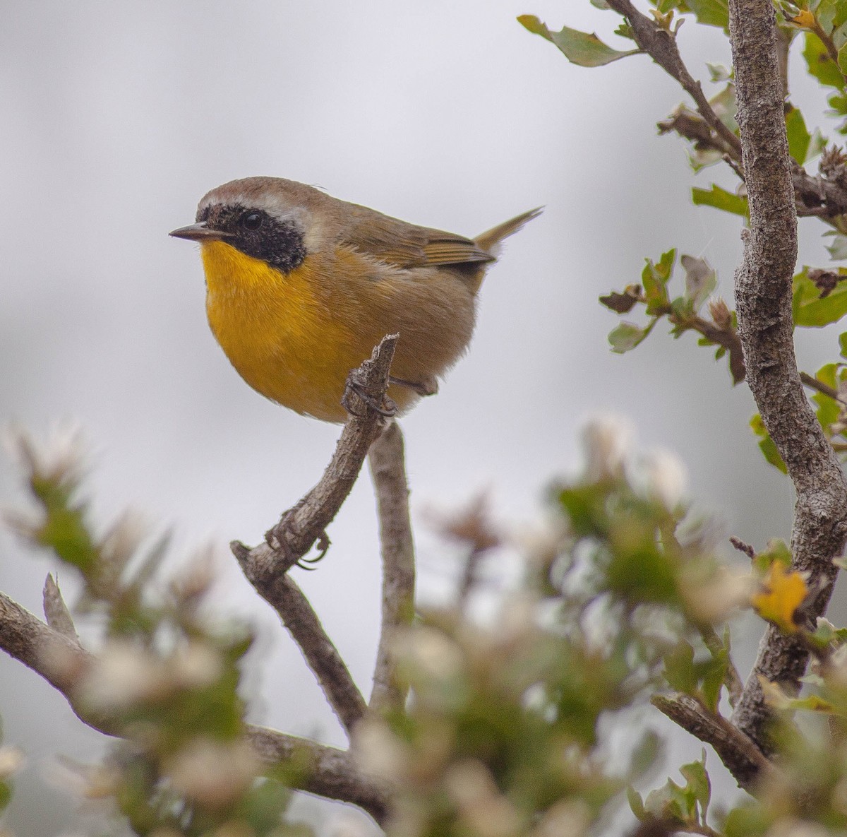 Common Yellowthroat - ML646881660