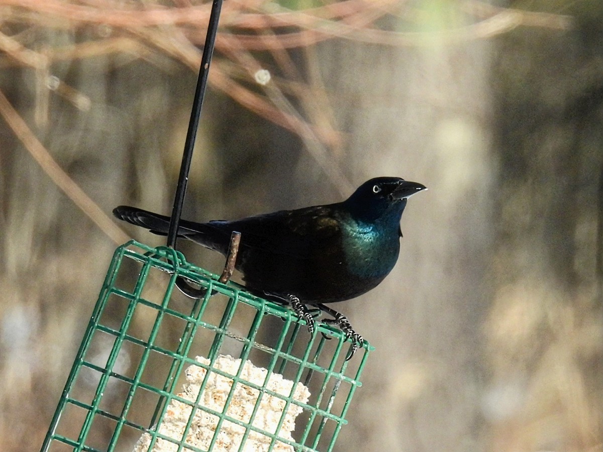 Quiscale bronzé - ML646881661