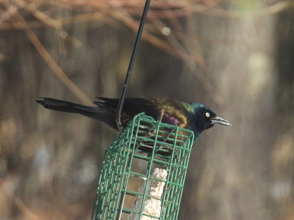 Quiscale bronzé - ML646881662