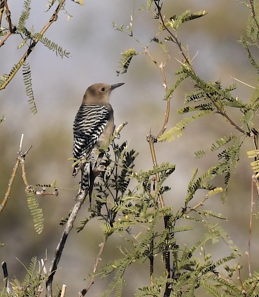 Gila Woodpecker - ML646881663