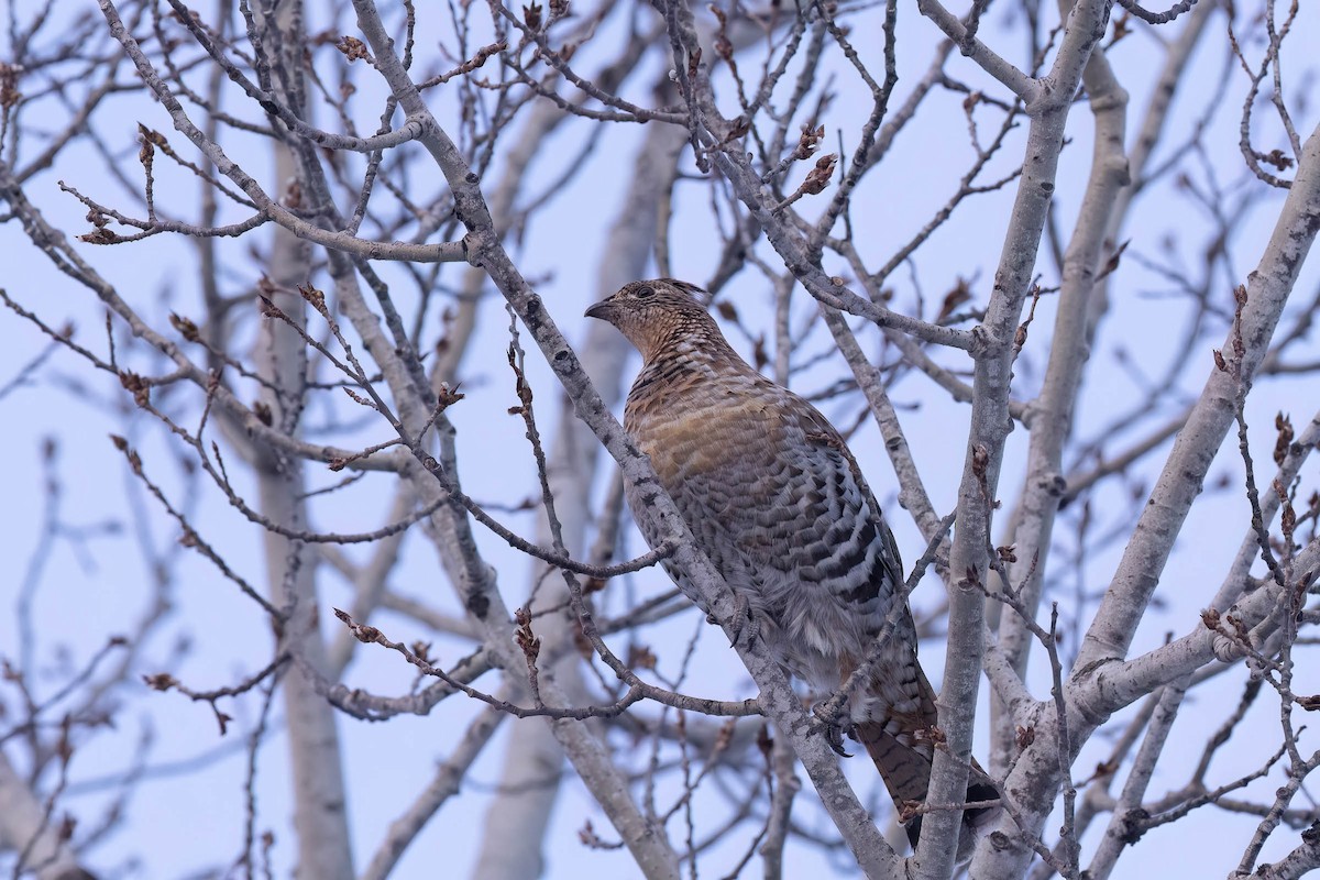 Ruffed Grouse - ML646881664