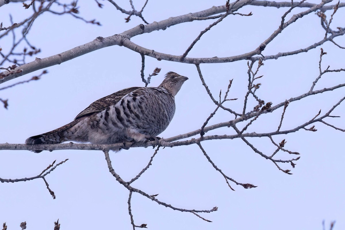 Ruffed Grouse - ML646881665