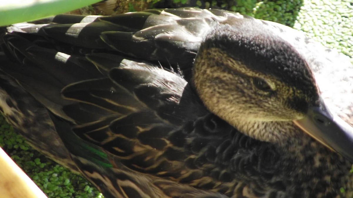 Green-winged Teal - ML646881666