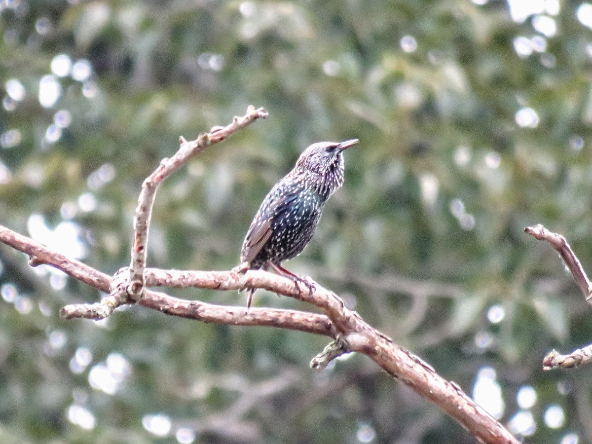 European Starling - ML646881669