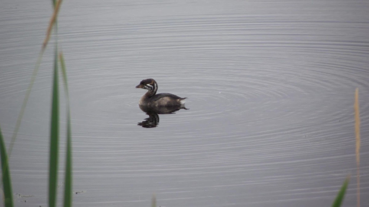 Pied-billed Grebe - ML646881671