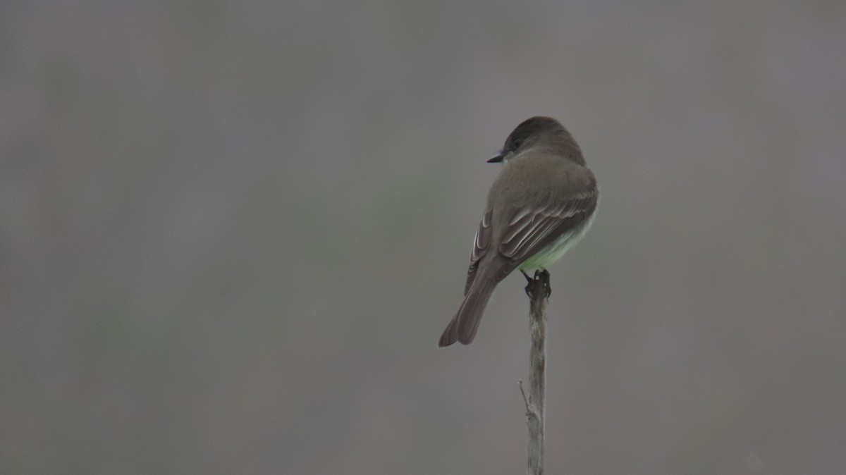 Eastern Phoebe - ML646881674