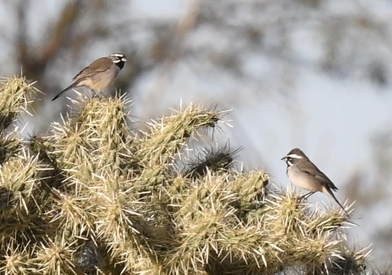 Black-throated Sparrow - ML646881675