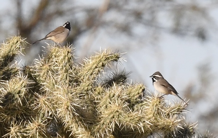 Black-throated Sparrow - ML646881676