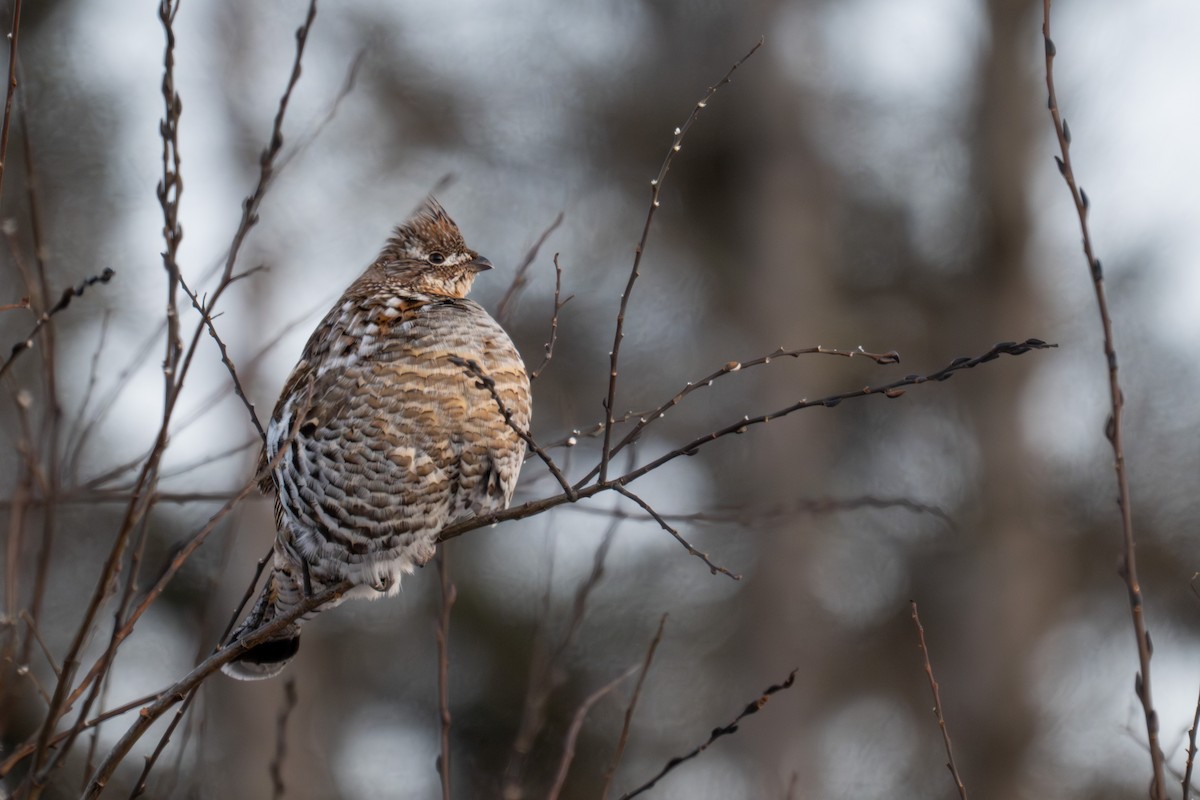 Ruffed Grouse - ML646881678