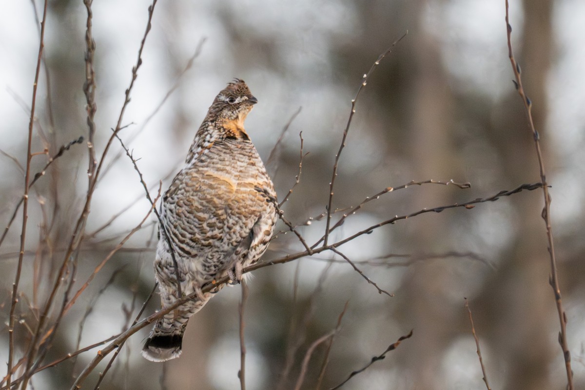 Ruffed Grouse - ML646881679