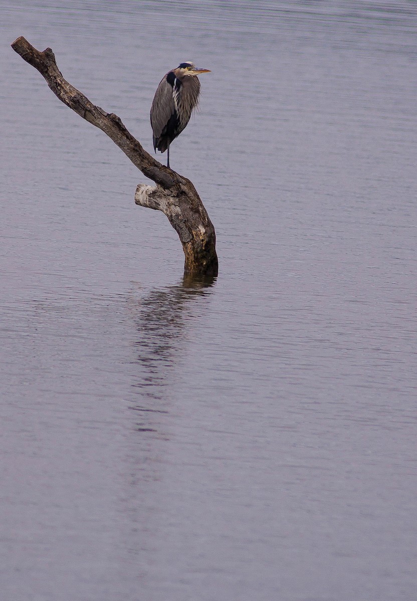 Great Blue Heron - ML646881680