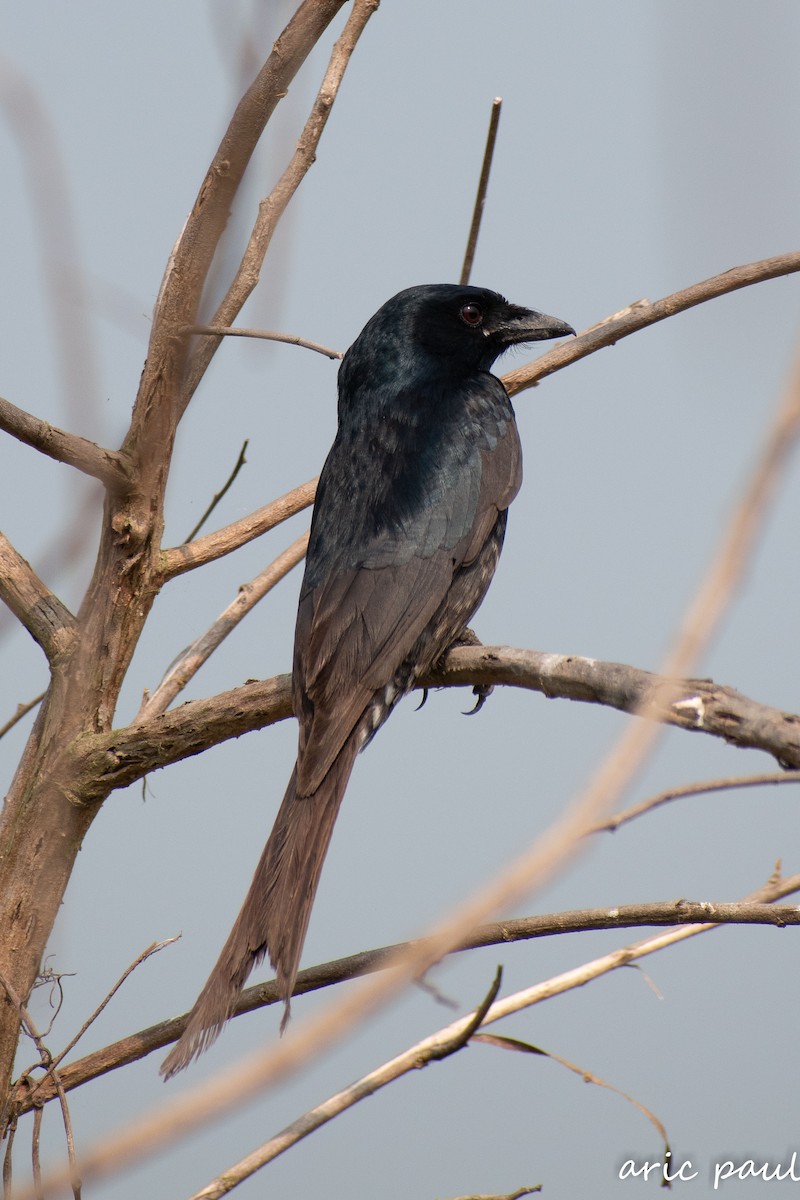 Black Drongo - ML646881681