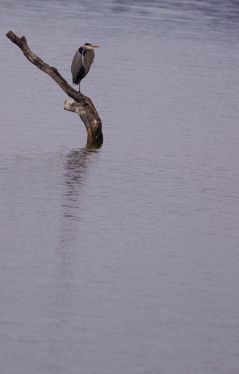 Great Blue Heron - ML646881682