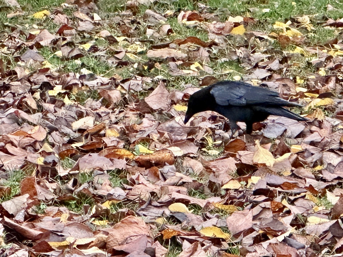 American Crow - ML646881683