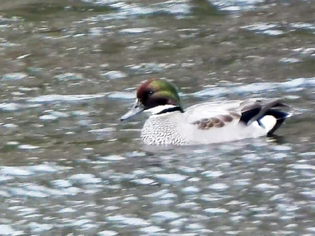 Falcated Duck - ML646881688