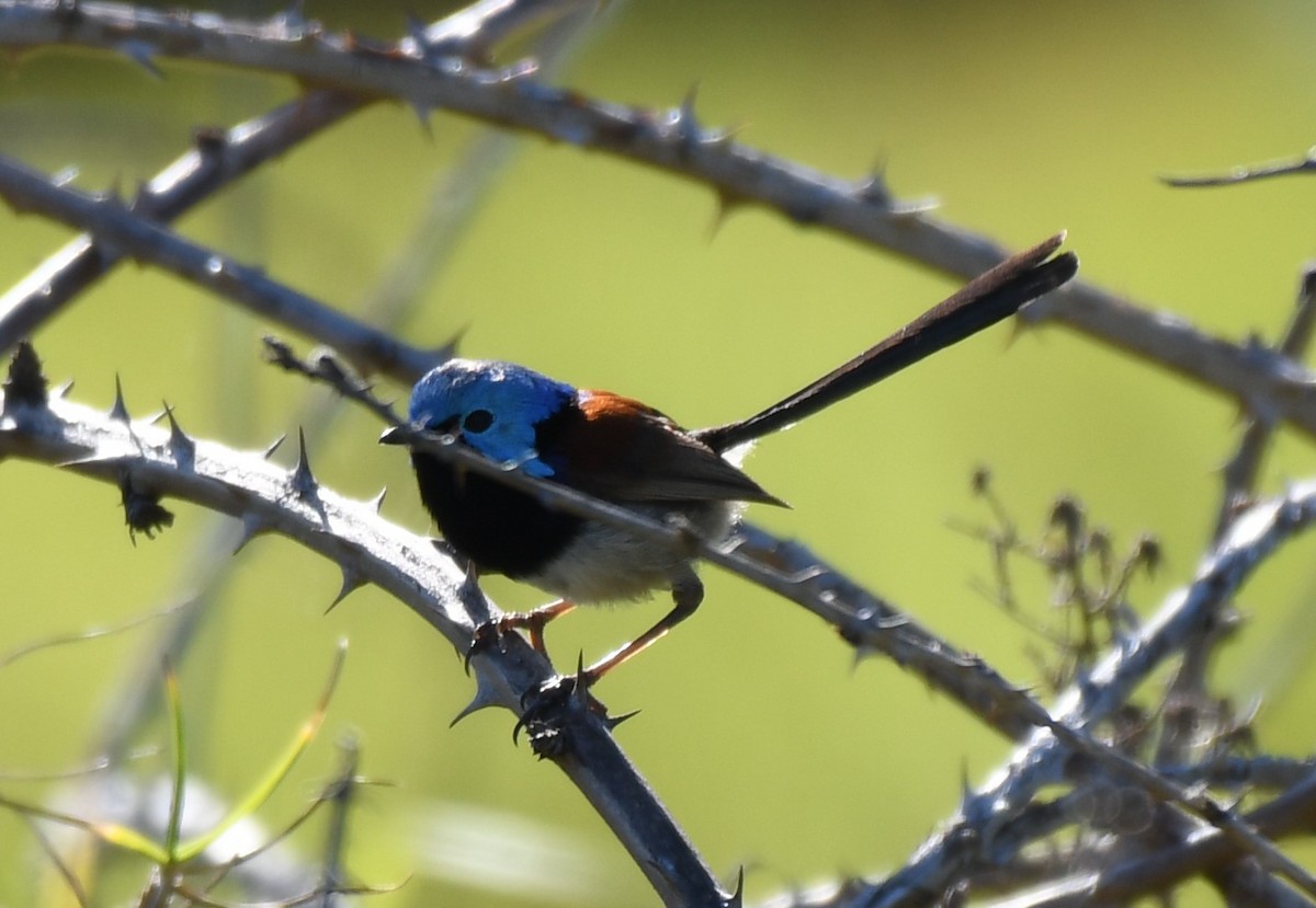 Variegated Fairywren - ML646881689