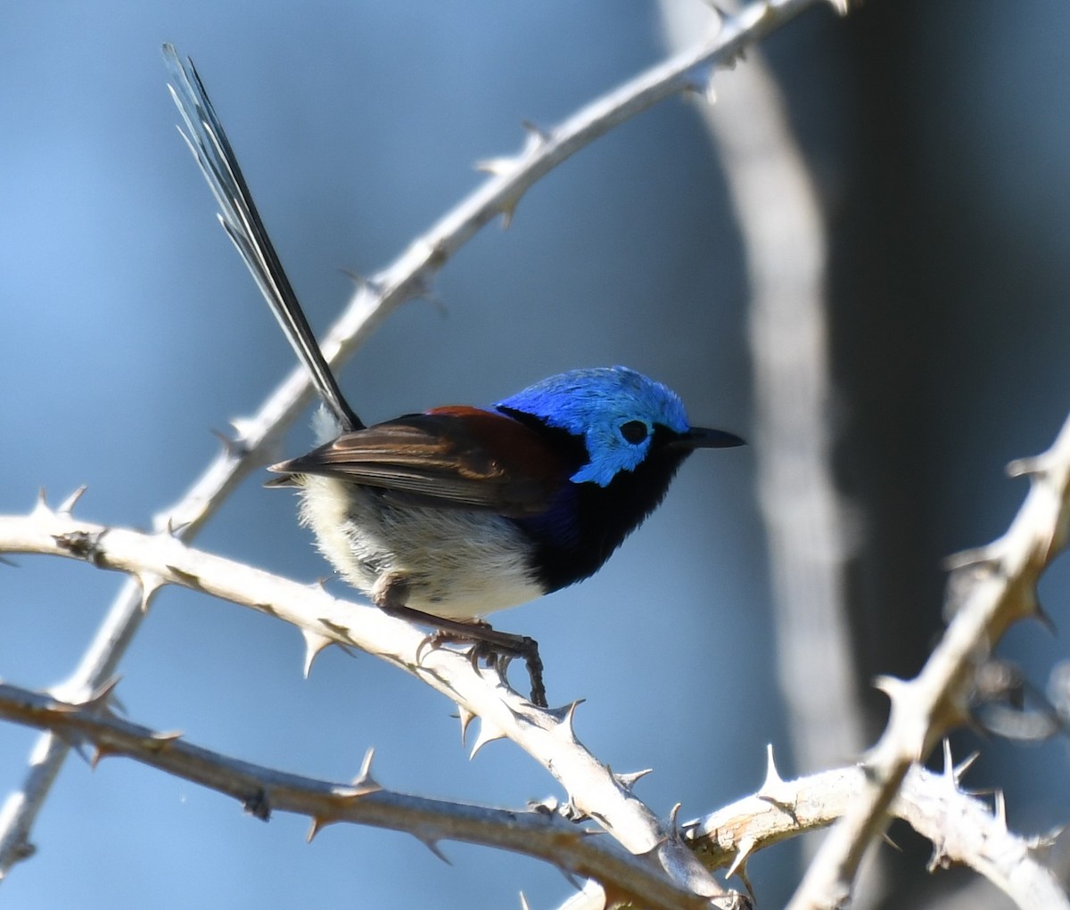 Variegated Fairywren - ML646881691