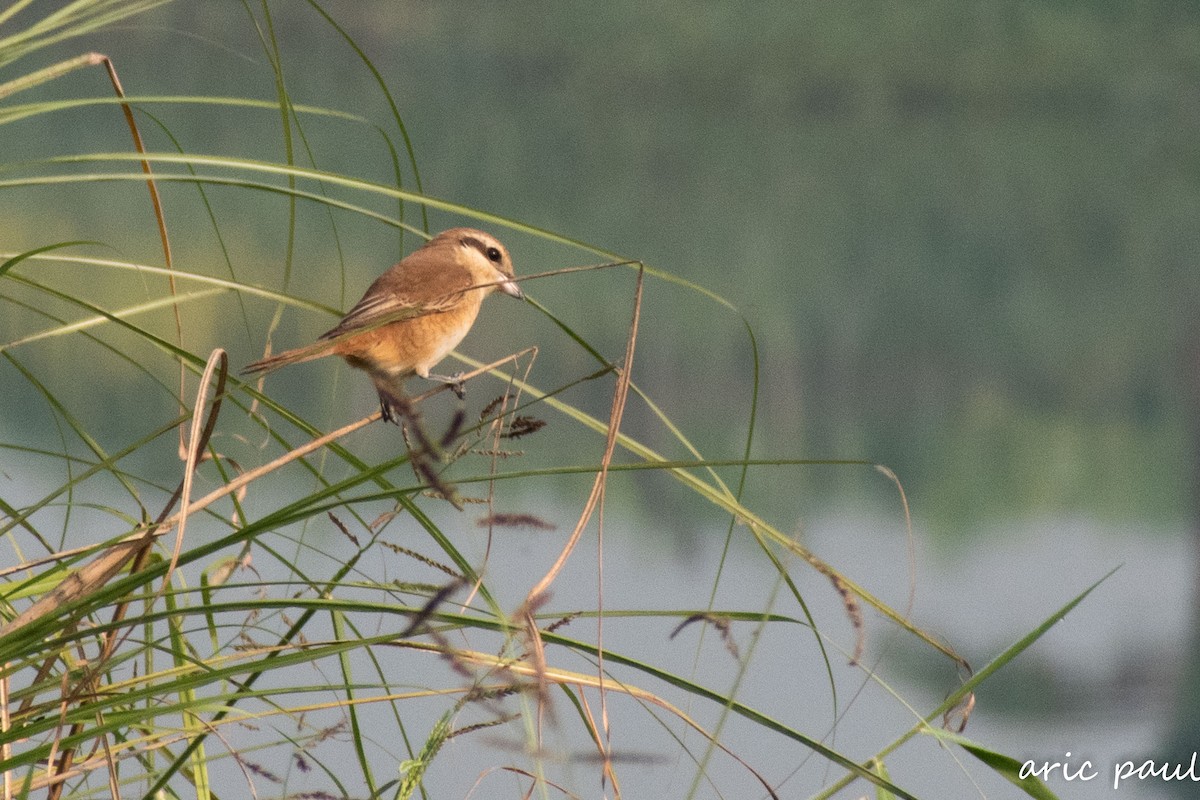 Brown Shrike - ML646881697