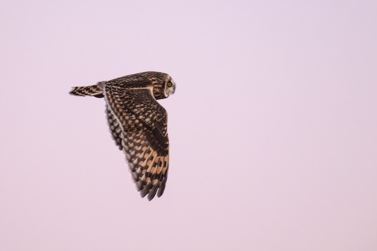 短耳鴞 - ML646881700