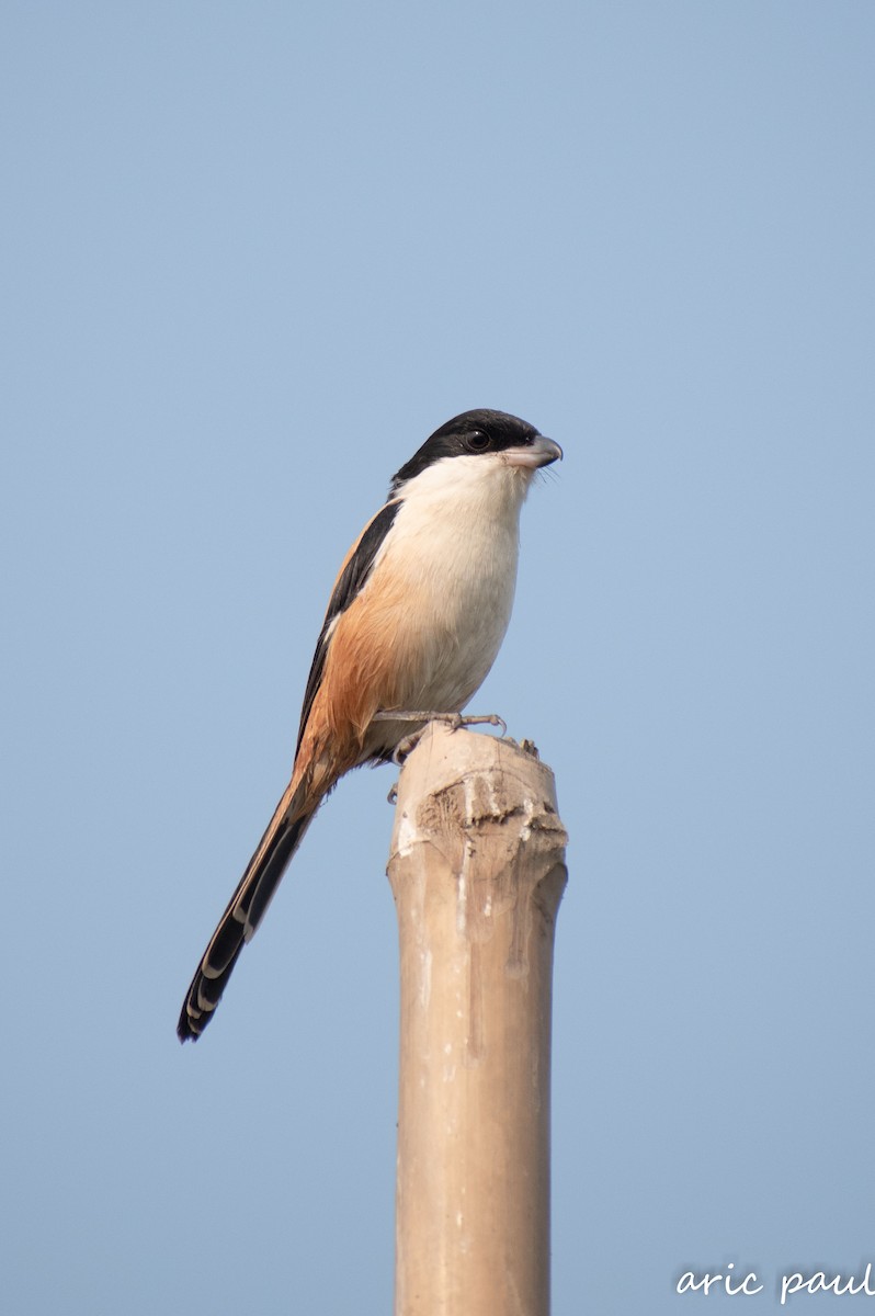 Long-tailed Shrike - ML646881710