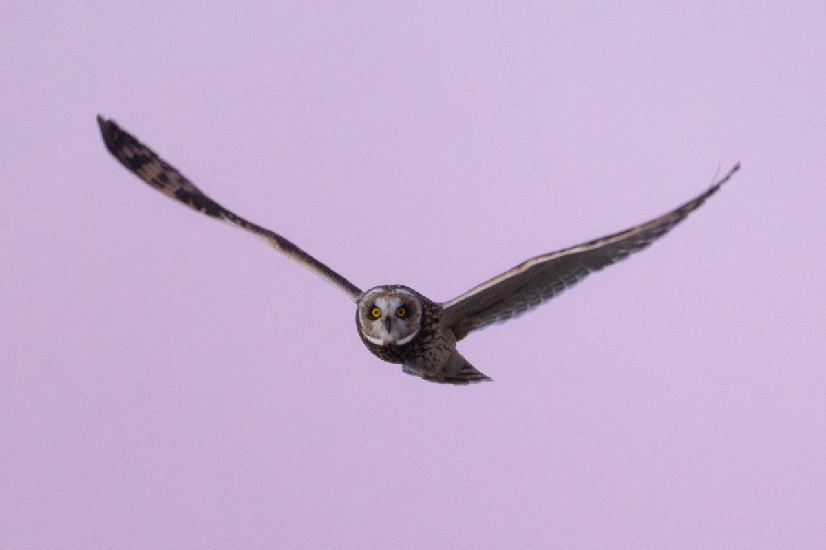 短耳鴞 - ML646881715