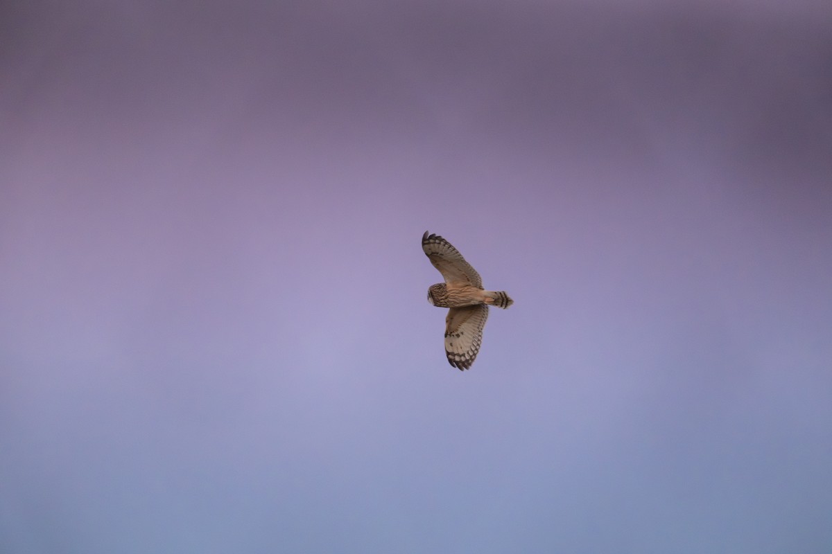 短耳鴞 - ML646881716