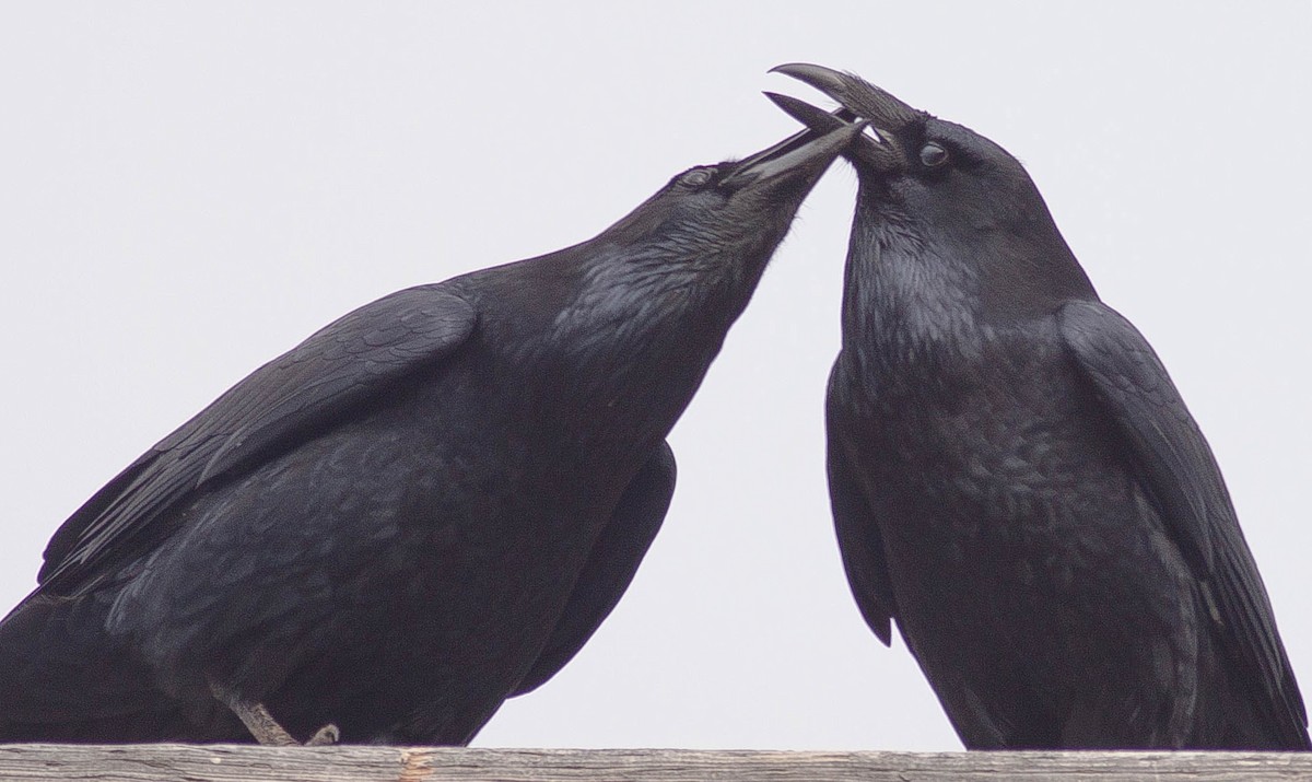 Ворон - ML646881718