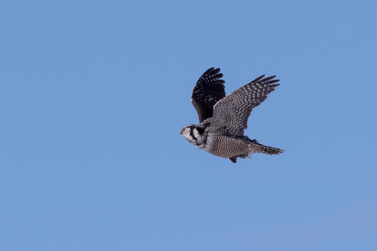 Northern Hawk Owl - ML646881719