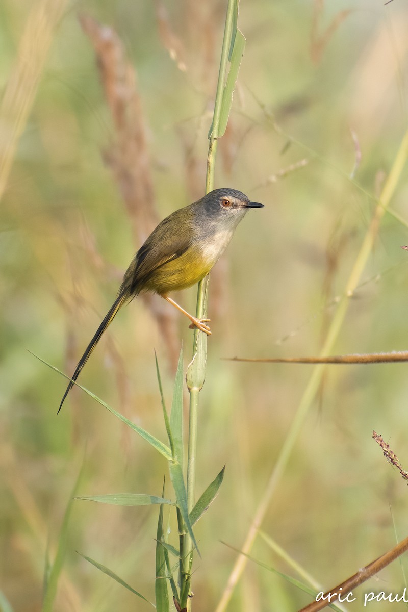 Yellow-bellied Prinia - ML646881723