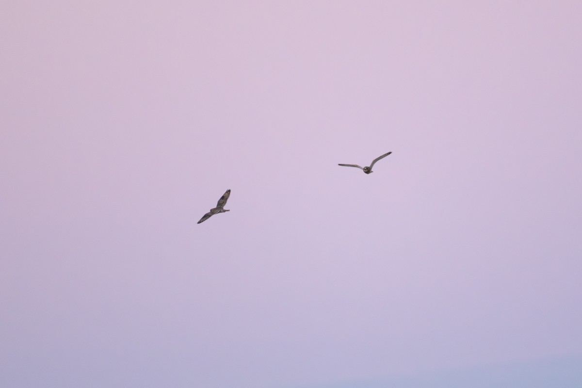 短耳鴞 - ML646881724