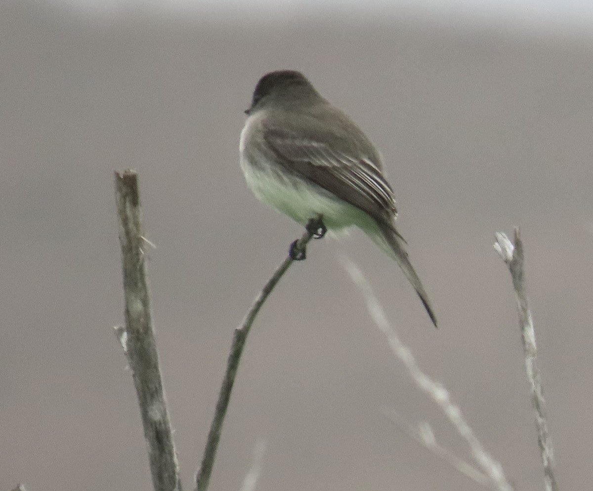 Eastern Phoebe - ML646881725
