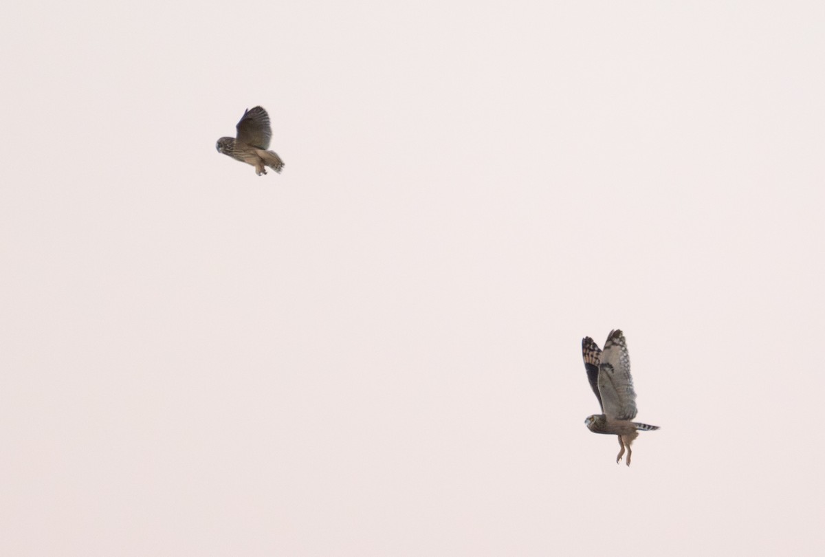 短耳鴞 - ML646881728