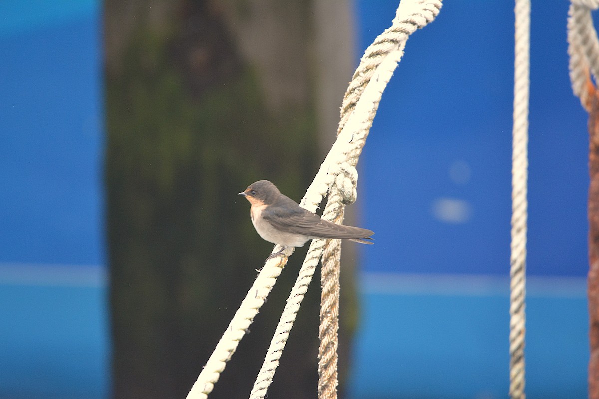 Welcome Swallow - ML646881730