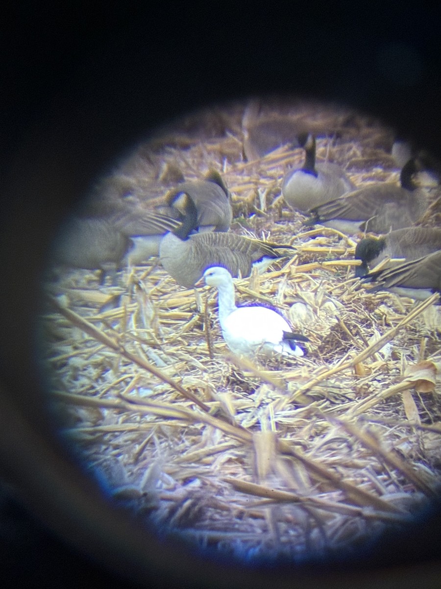 Ross's Goose - ML646881733