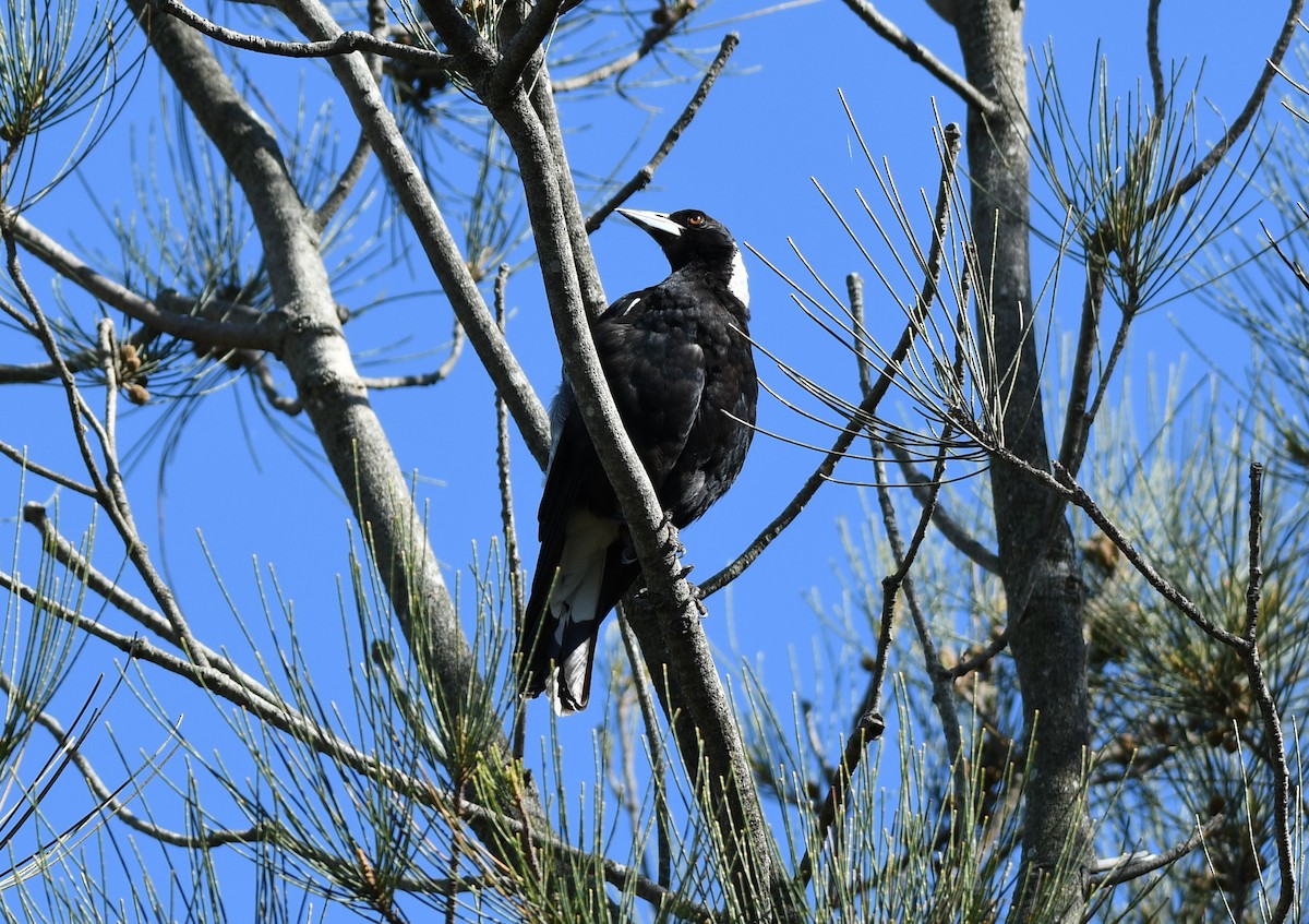 Australian Magpie - ML646881735