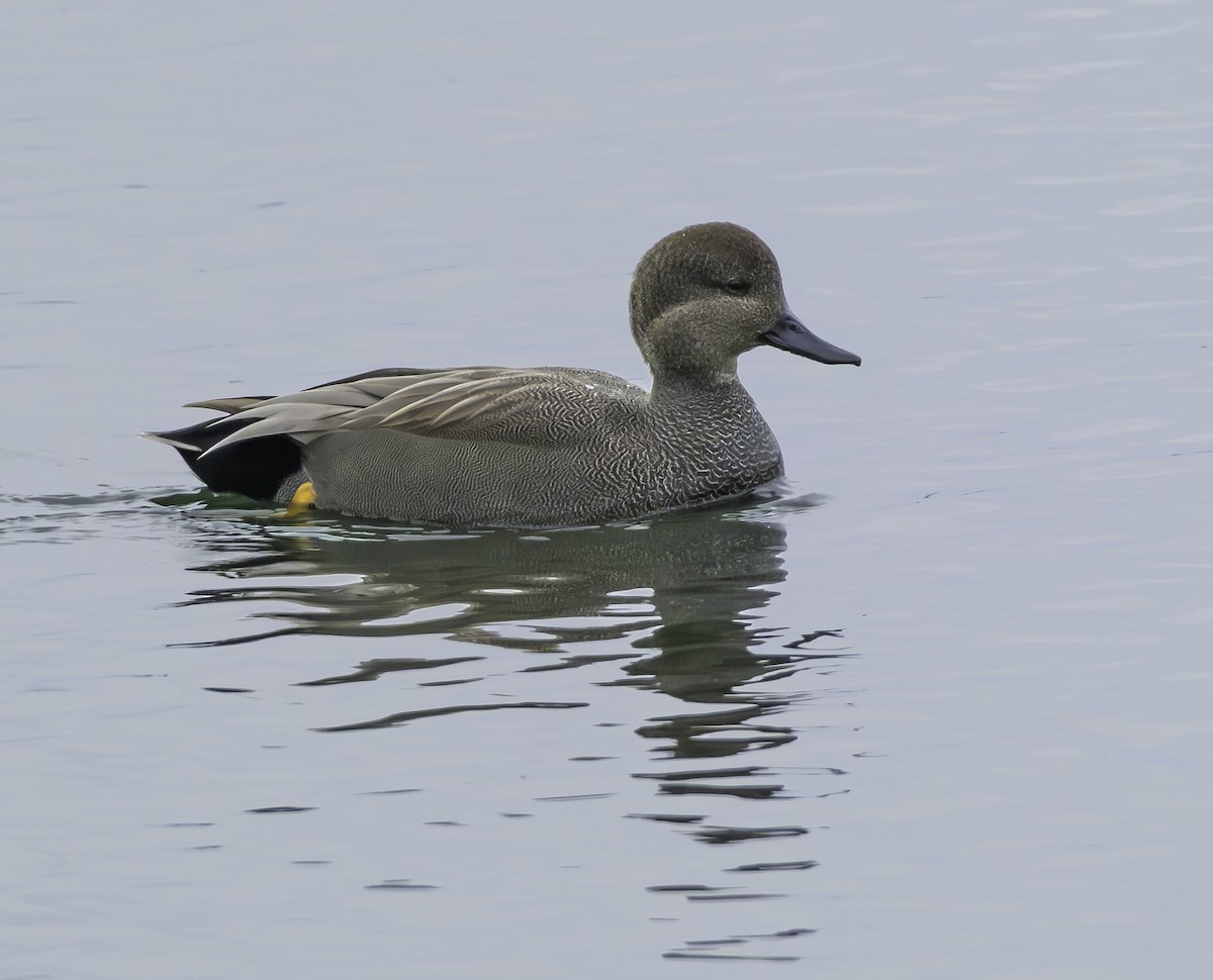 Серая утка - ML646881739