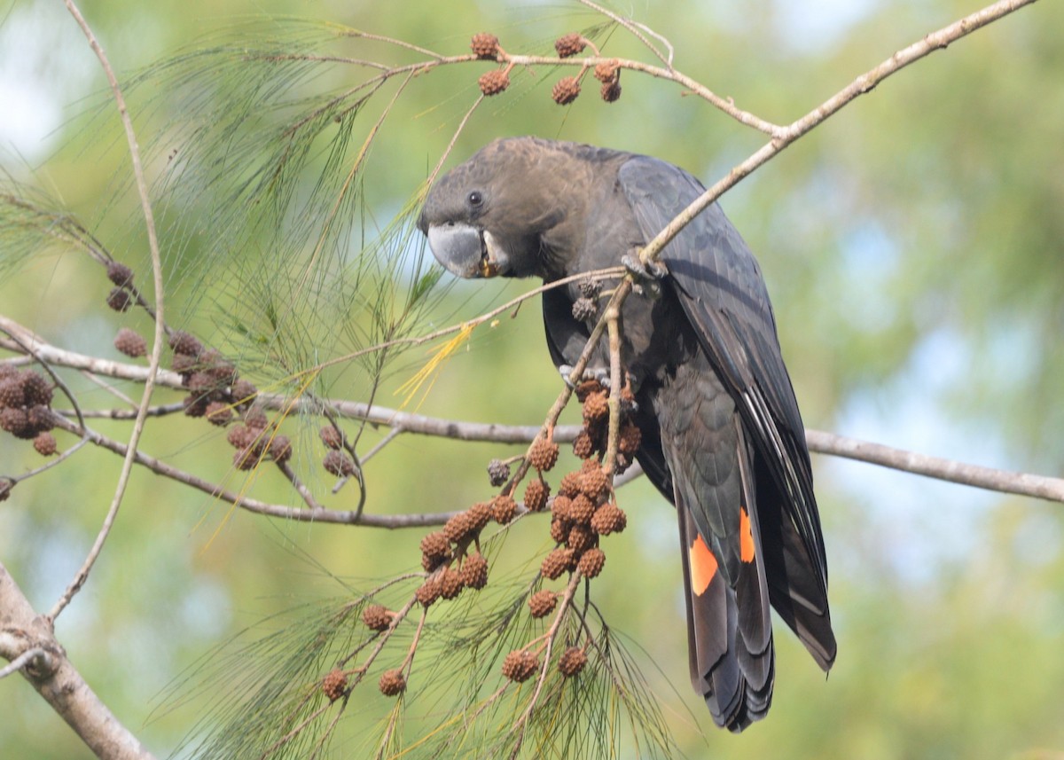 Glossy Black-Cockatoo - ML646881743