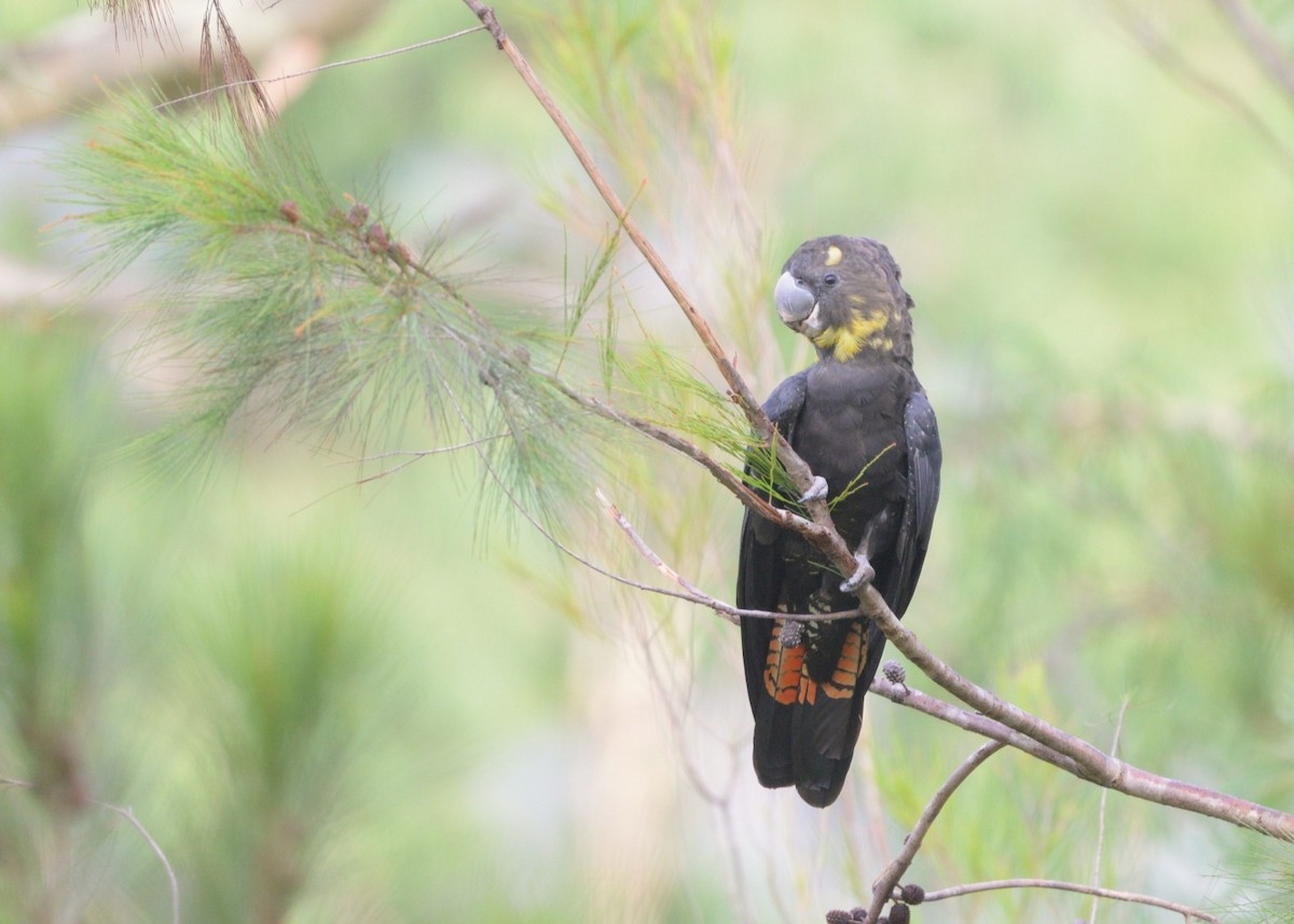 Glossy Black-Cockatoo - ML646881744