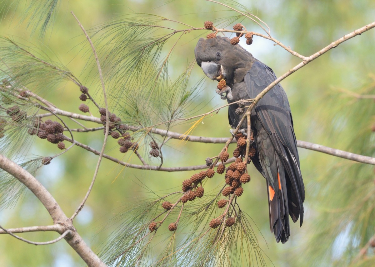 Glossy Black-Cockatoo - ML646881745