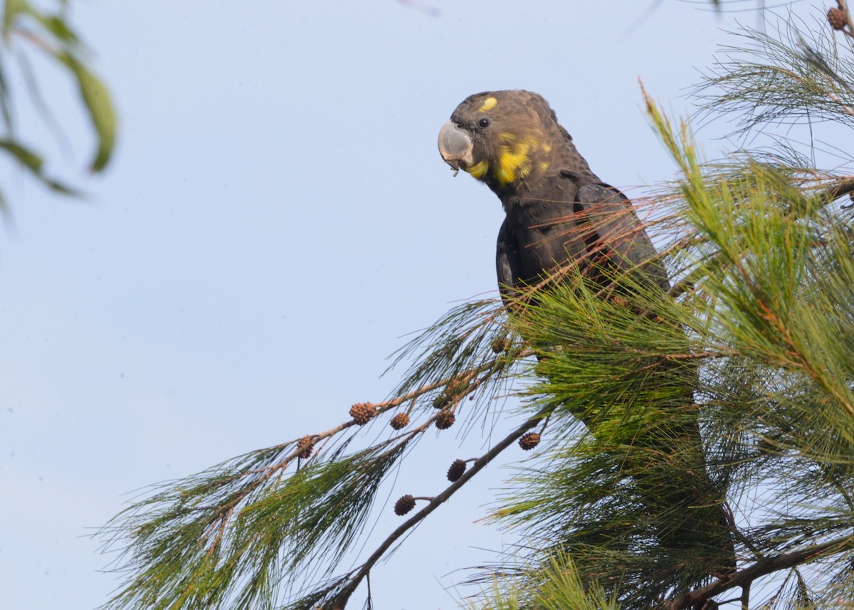 Glossy Black-Cockatoo - ML646881746